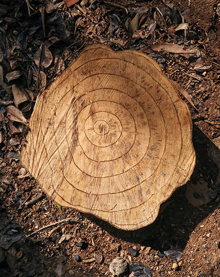 A close up of rings in wood on a tree stump.