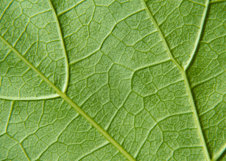 closeup of a leaf