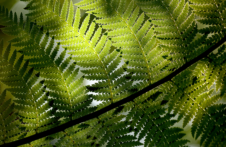 A close up of leaves from a fern, partially in the shade.