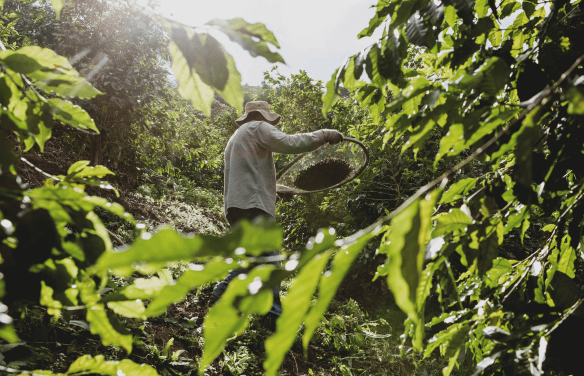 A man working with trees.